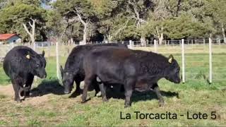 La Torcacita  Toros  Lote 05 [upl. by Gagnon]