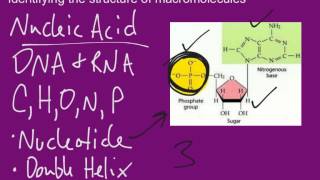 Identifying Macromolecules [upl. by Ierdna343]