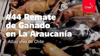 44 Remate de ganado en La Araucanía  Atlas Vivo de Chile [upl. by Nodnerb233]