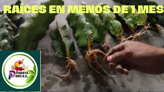 👉Cómo logra que mis esquejes de PITAHAYA tengan más RAICES😱Los secretos de la pitaya dragon fruit 🌵 [upl. by Avir342]