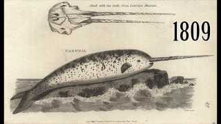 Historical Depictions of Narwhals [upl. by Aihtebat]