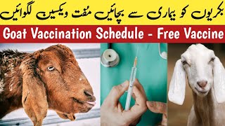 Bakri Ka Vaccination  Goat Vaccination Schedule  Goat Vaccination Schedule in Pakistan GOATS [upl. by Imefulo]