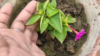 How to grow mirabilis jalapa cutting result [upl. by Blumenfeld583]