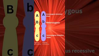 Alleles Homozygous vs Heterozygous gk biology biotechnology genetics geneticsclass12 [upl. by Dolli]