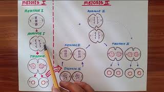 MEIOSIS I y MEIOSIS II  Breve explicación [upl. by Ilahsiav308]