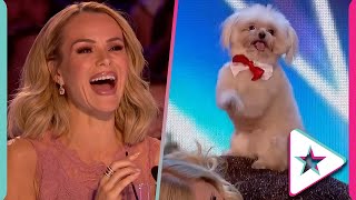 The BEST Animal Acts on Britains Got Talent [upl. by Kerianne229]