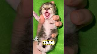 Hissing Kitten Then and Now 😅 [upl. by Dib]