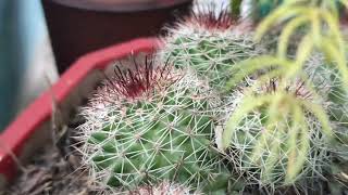 Mammillaria plant [upl. by Nylrebma]