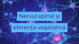 Nervul spinal și eferența vegetativă [upl. by Oetomit]