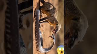 Mongoose vs Snake fighting [upl. by Retnuh]