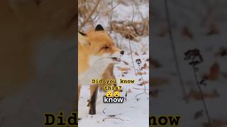 Did You Know This About Foxes wildlife fox [upl. by Akciret34]