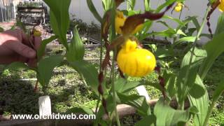 OrchidWeb  Cypripedium parviflorum var pubescens [upl. by Litha]