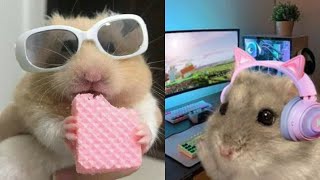 Some Funny Hamster Videos To Improve Your Day 😂 Hamster Compilation 🐹 [upl. by Harbot622]