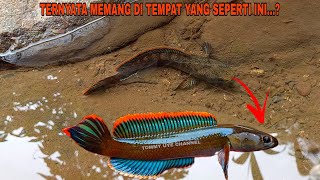 Menemukan Channa Limbata Di Sungai Yang Besar  Mancing Ikan Channa Limbata Biru Gondrong [upl. by Korey]