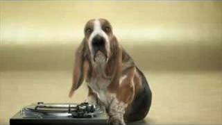 Basset Hound Beat Box [upl. by Malha951]