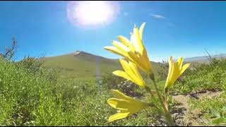 Desierto florido  Atacama 360° 2017 [upl. by Garnette]