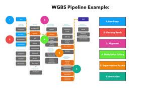 Epigenetics 2  DNA methylation and Bisulfite Sequencing [upl. by Luke]