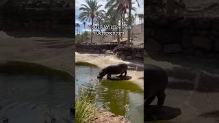 📍Oasis Wildlife Park Fuerteventura A must do if on the island 🌺🌴✨ oasiswildlifepark [upl. by Ansel]