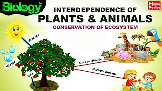 Environment amp Ecosystems  Part 4  Interdependence of Plants amp Animals  Conservation of Ecosystem [upl. by Nnaylrebmik]