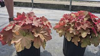 Plant Spotlight Heuchera [upl. by Yentrac980]