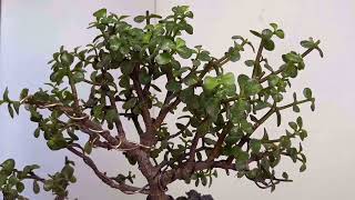 EP 244 Portulacaria Afra  How to prune a Jade Bonsai [upl. by Biegel942]