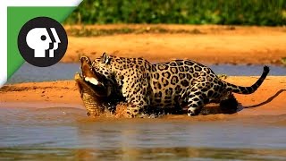 Jaguar Attacks Caiman Crocodile [upl. by Lilllie635]