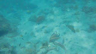 Snorkelling At Hilton La Romana [upl. by Annayt488]