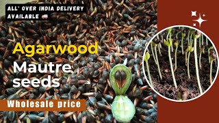 Agarwoodaquilaria seeds available  wholesale price  agarwood seeds price in indiaagarwoodseeds [upl. by Edya]