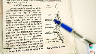 Body structure of trypanosoma in hindi  applied and economic Zoology BSc 3rd year [upl. by Nnylirehs]