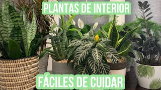 Plantas de interior Faciles de cuidar [upl. by Bueschel612]