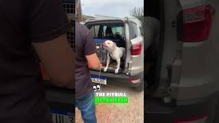 Pitbull vs Rottweiler The Ultimate Showdown  Who Will Win [upl. by Janeta]