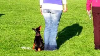 Obedience Klasse 1 Prüfung  Zwergpinscher Loki [upl. by Ahsenid283]