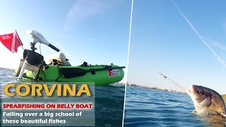 BELLY BOAT SPEARFISHING GREAT CORVINA WITH PATHOS SNIPER ROLLER [upl. by Belmonte459]