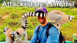 ATTACKED By Lemurs in Madagascar [upl. by Gnues]