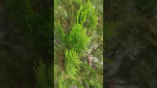 Arborvitae plant 🪴🪴🪴 [upl. by Aihseyk]