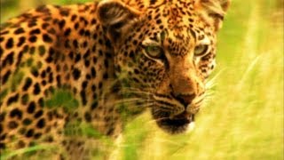 A Leopards Cruel Kill [upl. by Arraic]