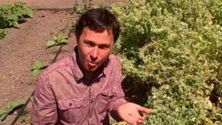 Stalking the Edible Rare White Flower Borage Plant and Saving its Seeds [upl. by Harl]