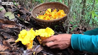 Farm Life  Harvesting wild mushroom cook sour soup with sour cabbage vegetables bean sprouts [upl. by Eimat]