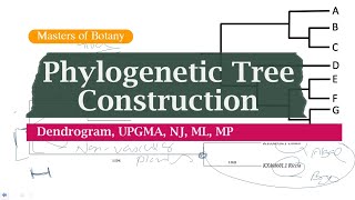 Bioinformatics  Phylogenetic Tree Construction  Dendrogram  MEGA NCBI UPGMA NJ ML MP [upl. by Wanfried937]