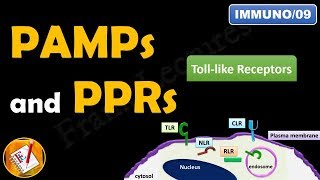 Toll like receptors PAMPs and PRRs FLImmuno09 [upl. by Drusi]