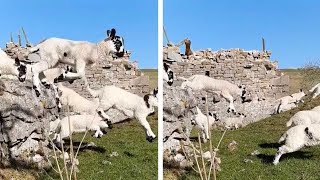 Adorable Lambs Leap Over Wall [upl. by Sergius]