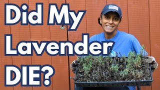 Lavender Plants Update  Home Garden Vlog [upl. by Niac371]