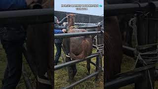 horse stallion equestrain youtubeshorts horsemarket horseing рек [upl. by Llevram813]