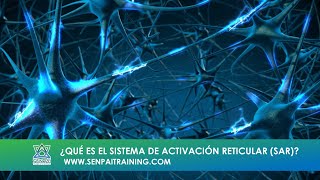 ¿Qué es el Sistema de Activación Reticular SAR [upl. by Zahavi779]