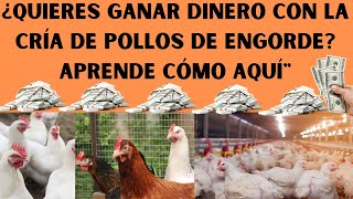 📢🤑Cómo Empezar Un Negocio De Pollos De Engorde 2024🤑📢 [upl. by Lazaruk]