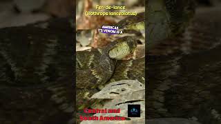 The FerdeLance The Most Dangerous Snake in the Americas youtube youtubers yt youtubeshorts [upl. by Ettezzil694]