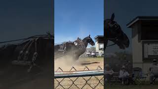 That Percheron is pulling horse belgian pulls percheron [upl. by Ahseel]