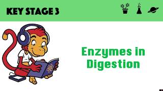 Enzymes in digestion [upl. by Nylyak]