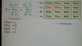 Genetics Dihybrid Cross 03 [upl. by Rodd353]