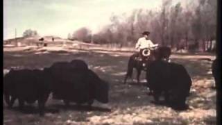 Angus Cattle History Mr Black Beef Builder [upl. by Rehtse220]